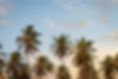 Palm Trees Yellow Background